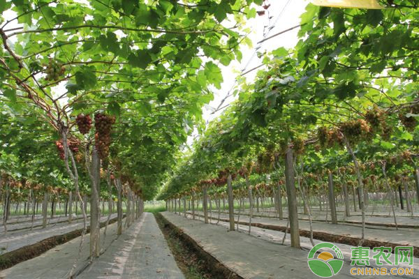 种植课堂：葡萄浇水小诀窍-图片版权归惠农网所有