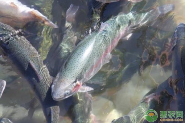 深海海鲜种类大全