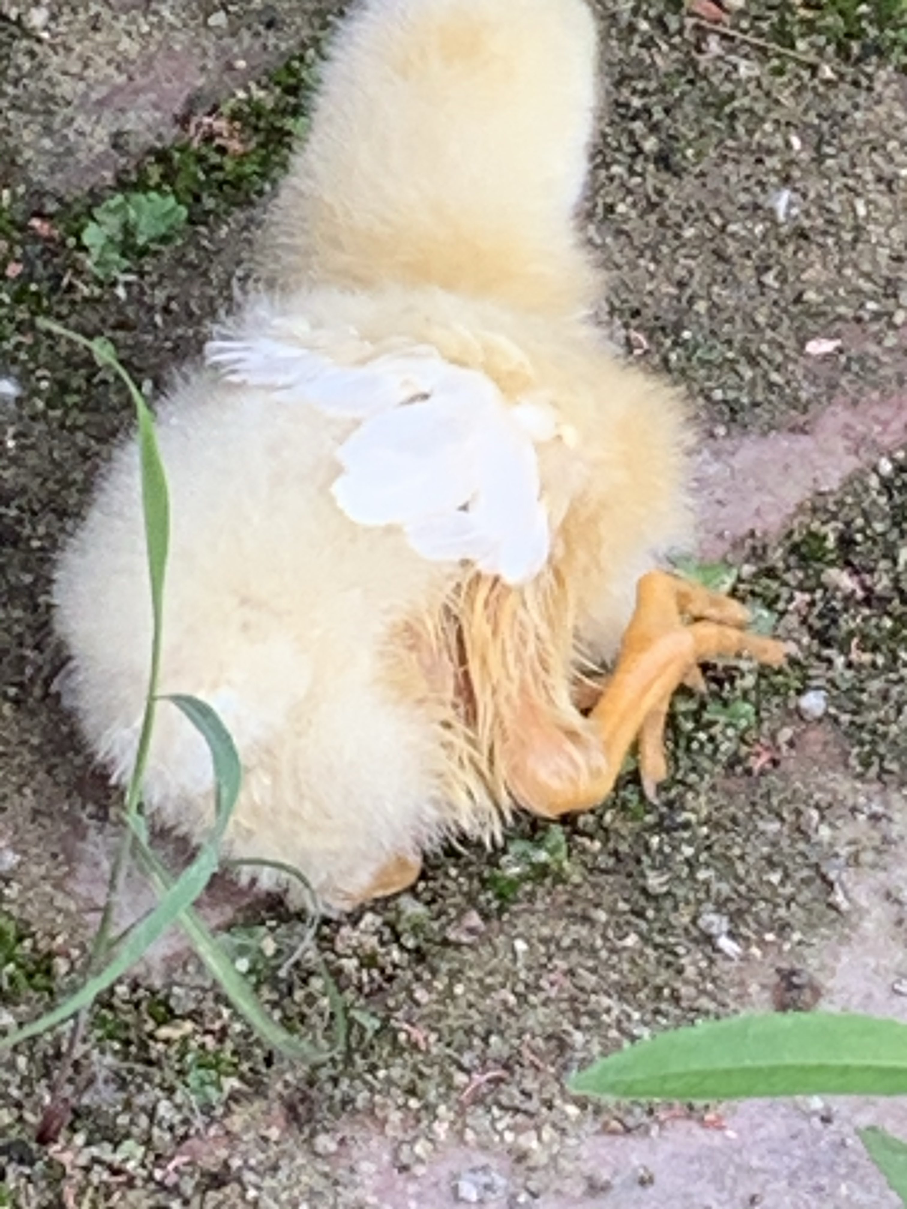 我的小鸡昨天下午从高处摔了一下没一会就站不起来