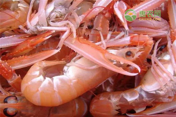 海鳖虾与皮皮虾有何区别?