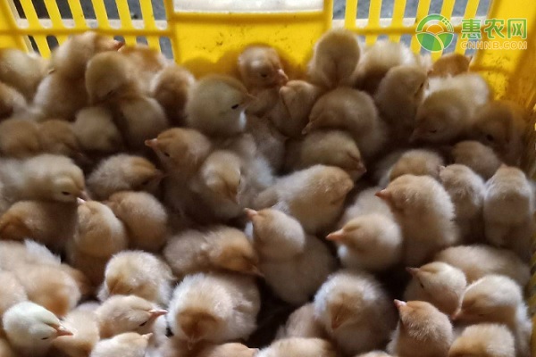 如何养殖鸡苗成活率高？