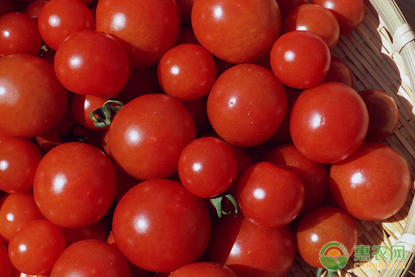 小番茄种苗哪里有卖？