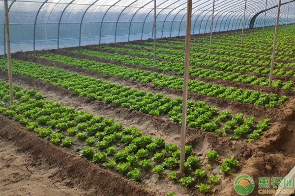 夏季切花菊采收后的温室土壤处理建议-图片版权归惠农网所有