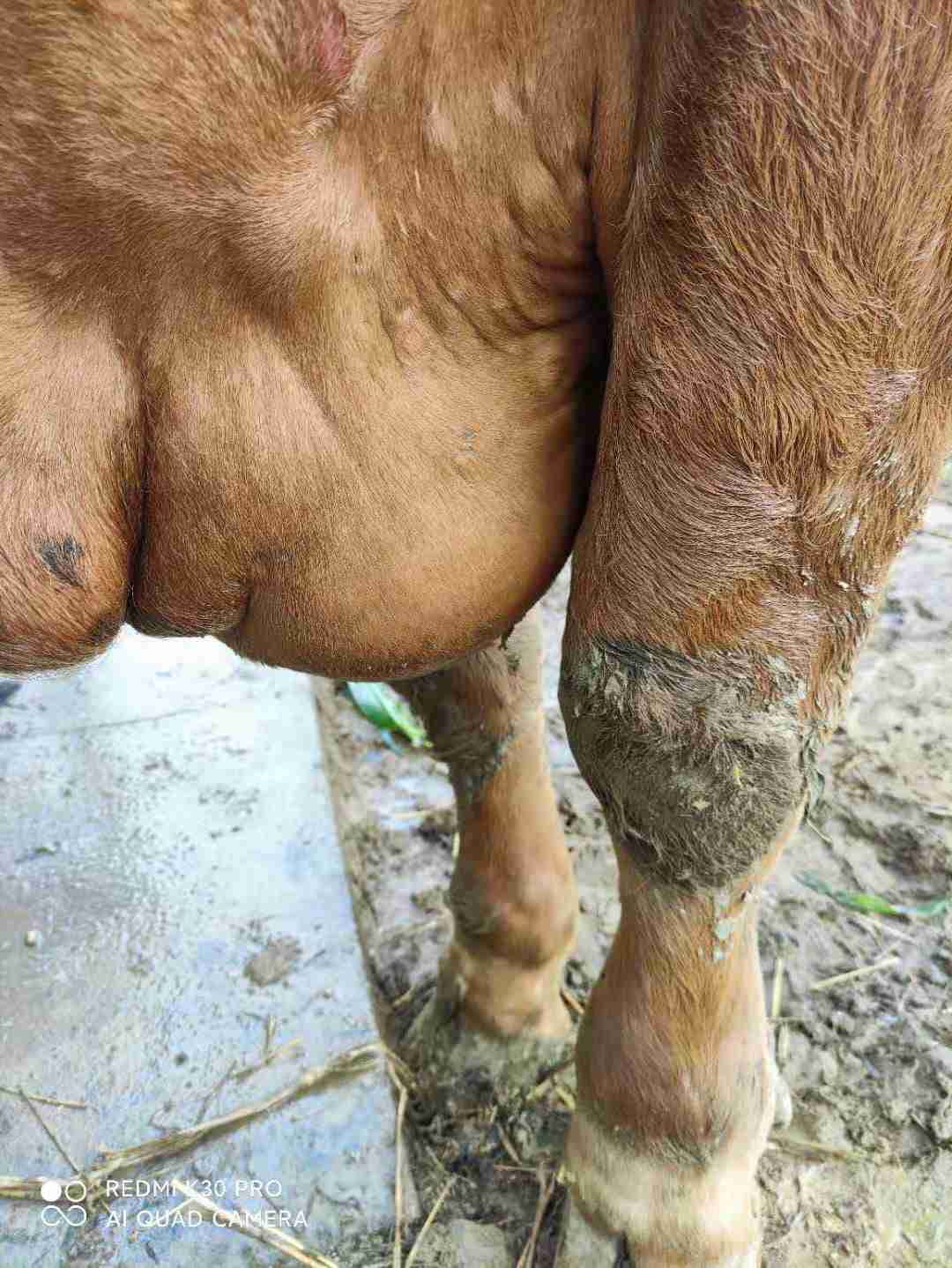 牛得了结节病今天发现后肢和前胸出现水肿体温接近41度