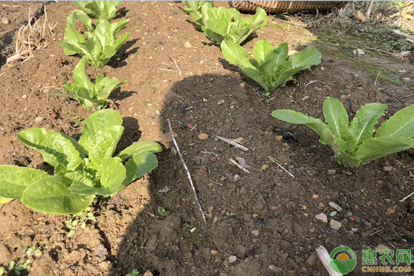 夏季高温蔬菜种植管理要点-图片版权归惠农网所有