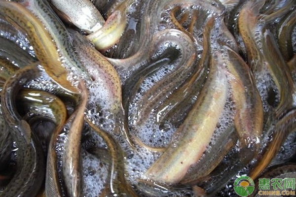 台湾泥鳅有哪些生长特性？