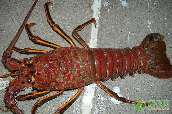 墨西哥红龙虾和美国红龙要怎么区分？