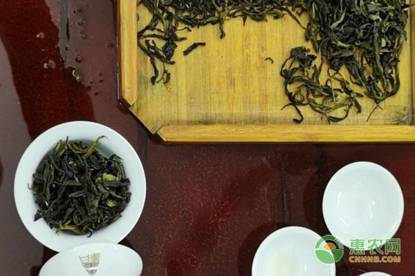 乌龙茶和黑乌龙有什么区别？