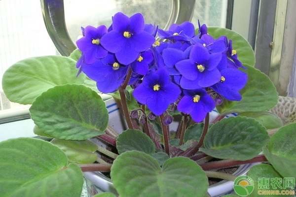 紫罗兰和紫竹梅有什么区别？