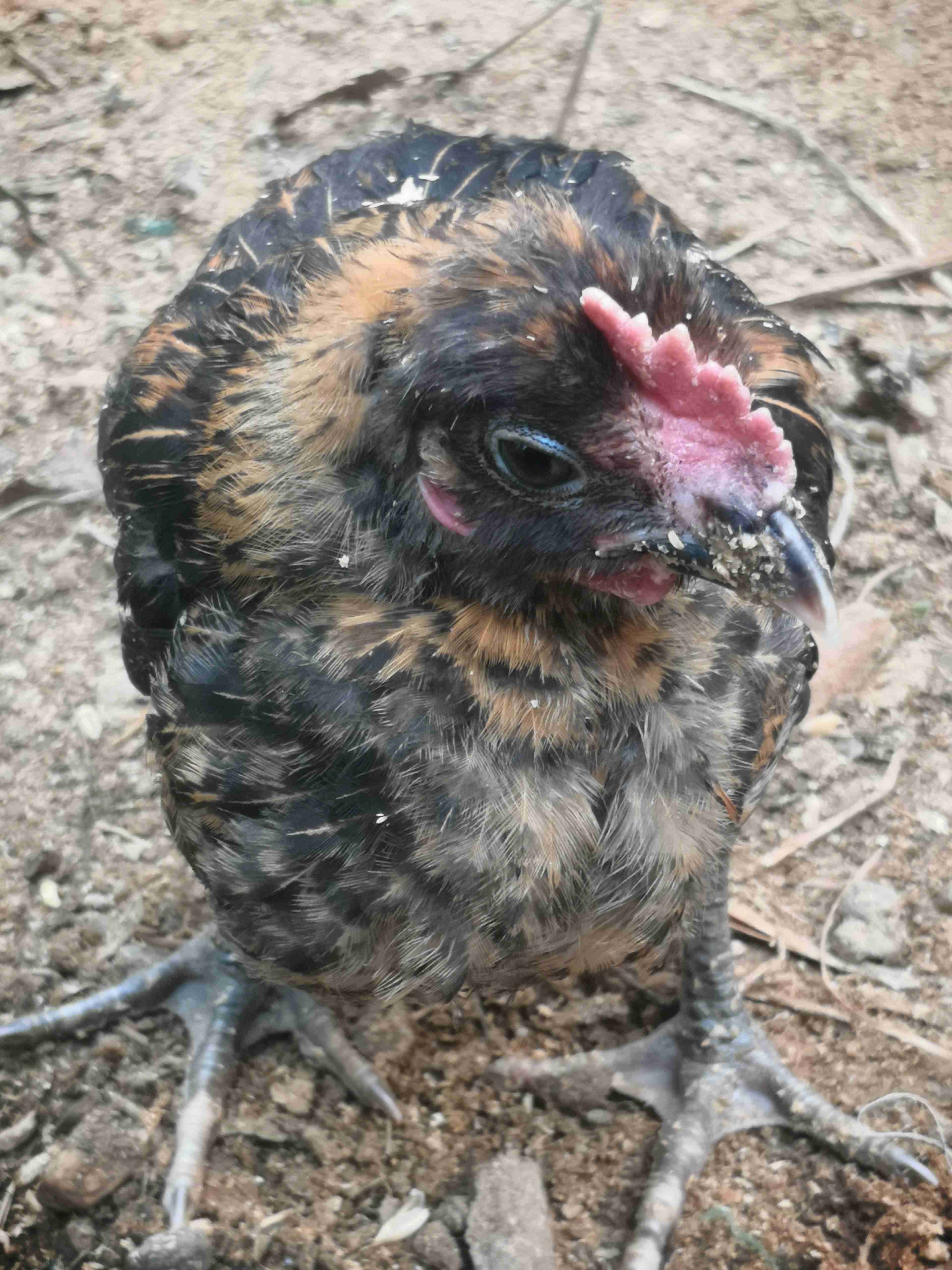 雞子慫需要喂什麼藥