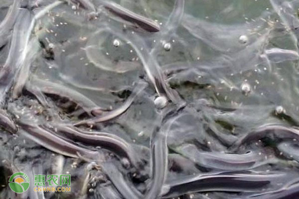鳗线产地在哪？鳗鱼苗有哪些品种？