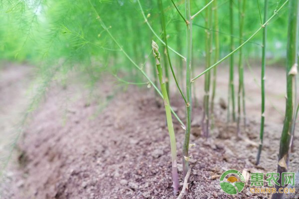 芦笋种植一次可以多年采收，它在苗期要怎么管？