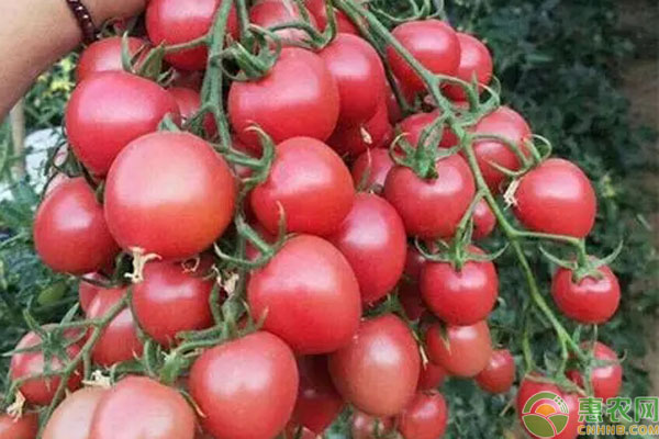 温室种子千禧柿子在各个阶段，对肥料的需求都有哪些？