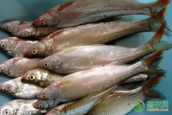 红尾鱼和翘嘴有什么区别？