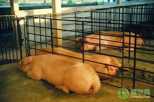 猪圈里面有一只母猪一直不发情，是哪里出现问题？
