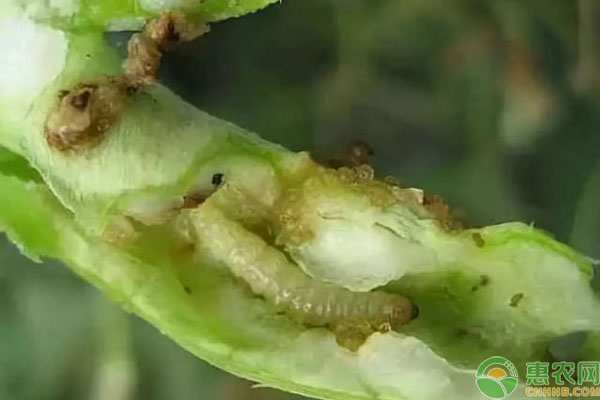 豇豆豆莢螟用什么藥防治？-圖片版權(quán)歸惠農(nóng)網(wǎng)所有