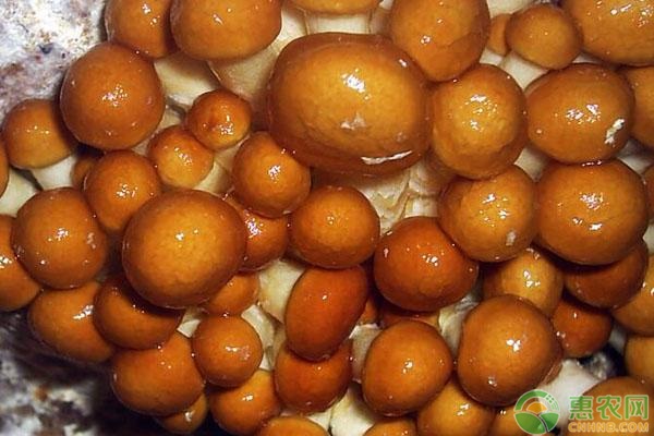 滑子菇和茶树菇有什么区别？