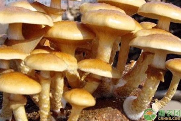 滑子菇和茶树菇有什么区别？