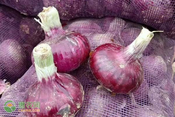 紫色洋葱和白色洋葱的区别有哪些？