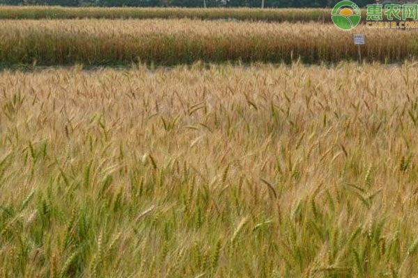 大麦麦芽和小麦麦芽有什么区别？