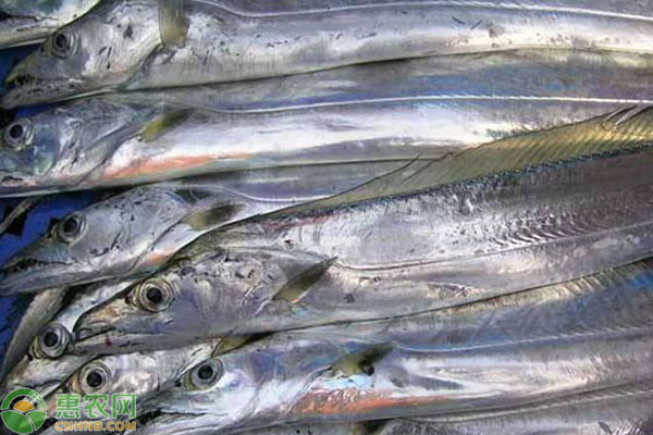 山东带鱼主要分布在哪？