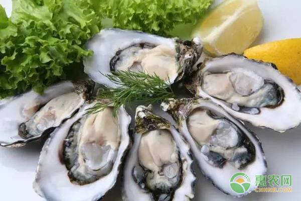 威海牡蛎有何特点？