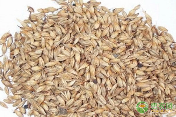 大麦麦芽和小麦麦芽有什么区别？