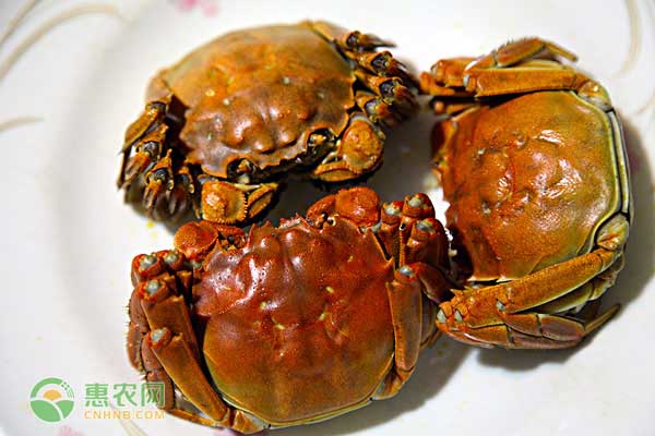 安徽螃蟹养殖在哪些地方？