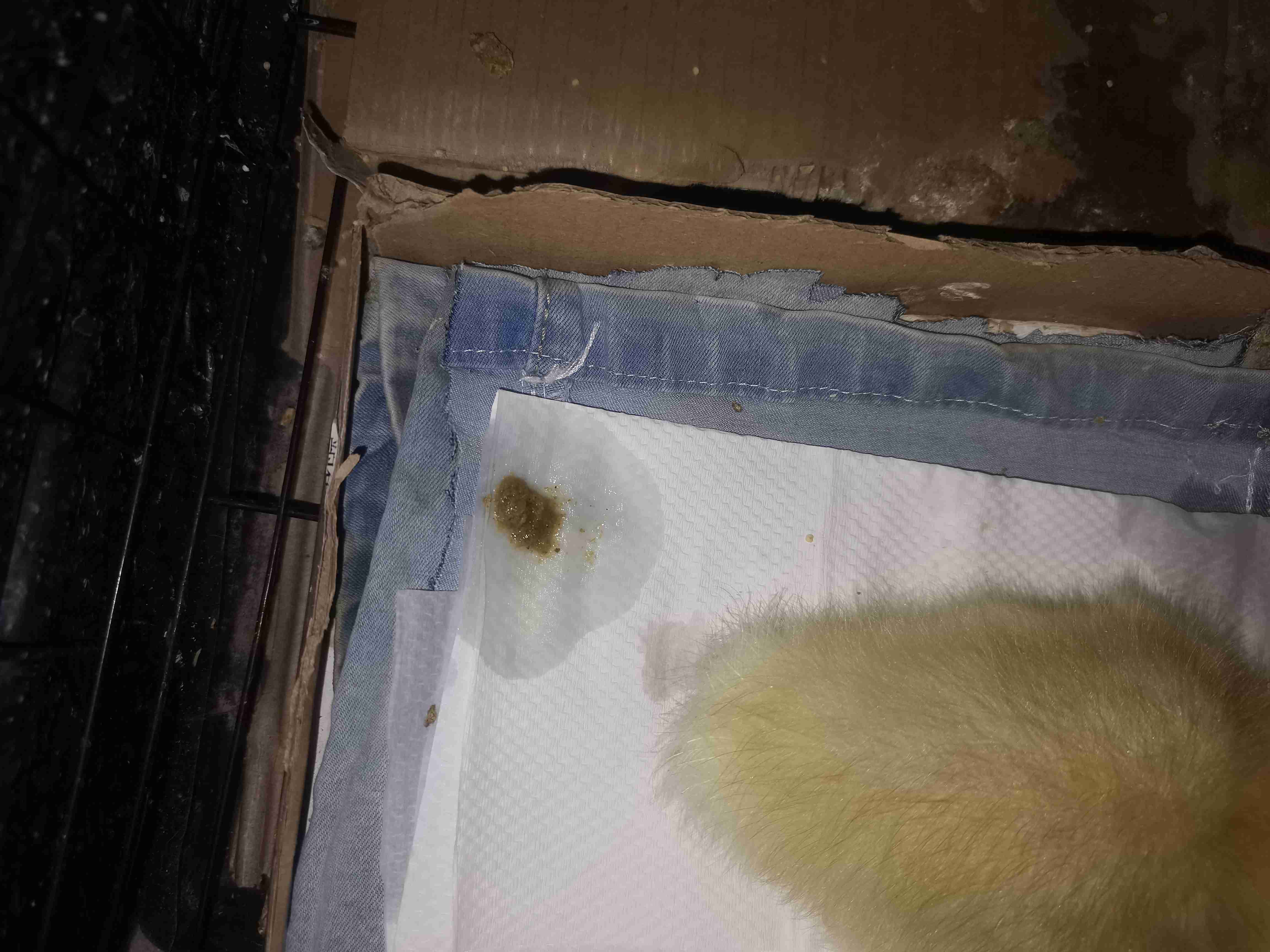 我家鸭子20天左右最近拉这种便便水样和便便一起拉甚至只拉水而且他的