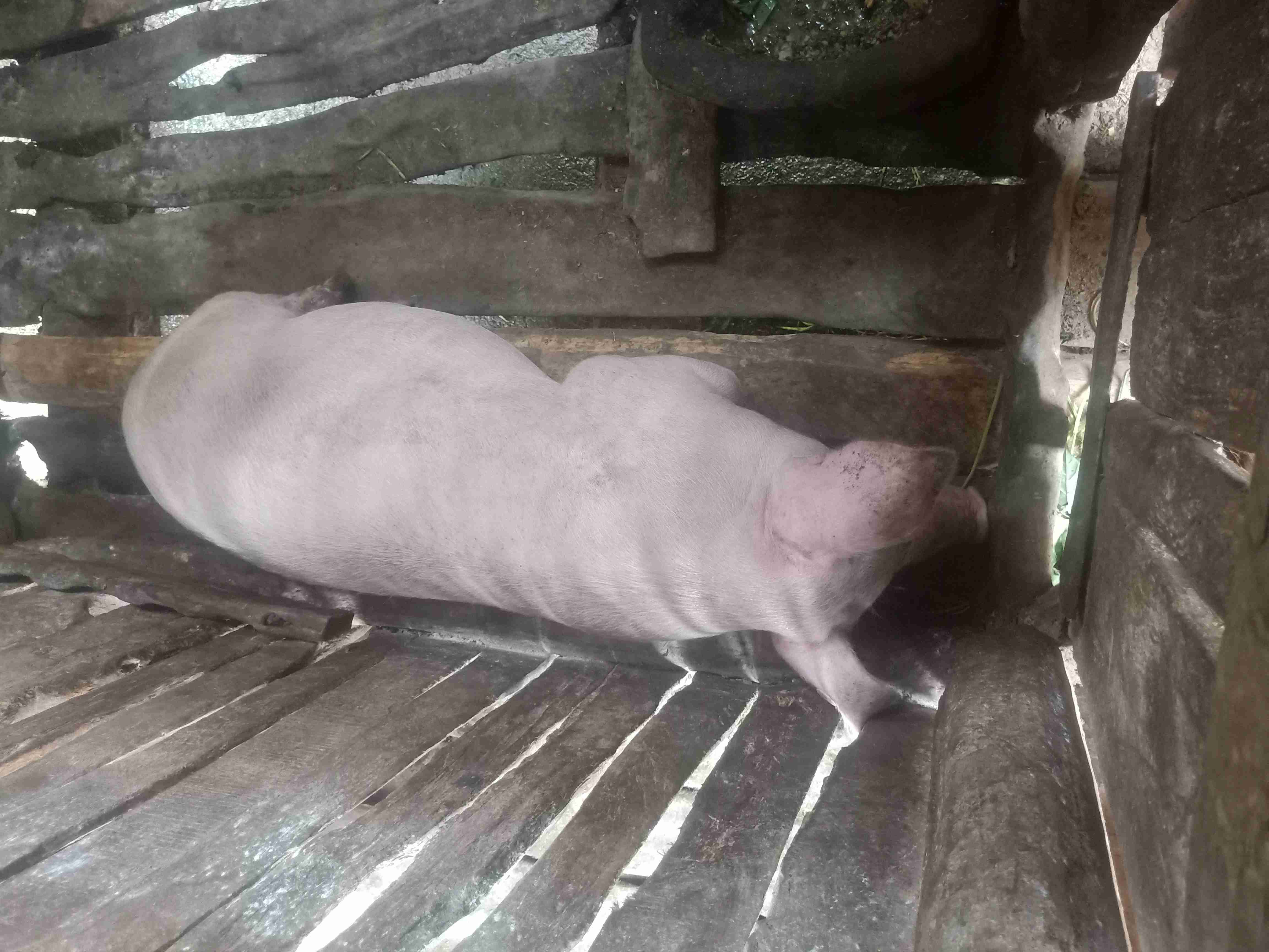 猪突然不吃食有点点发烧然后就躺地上不动没有力气