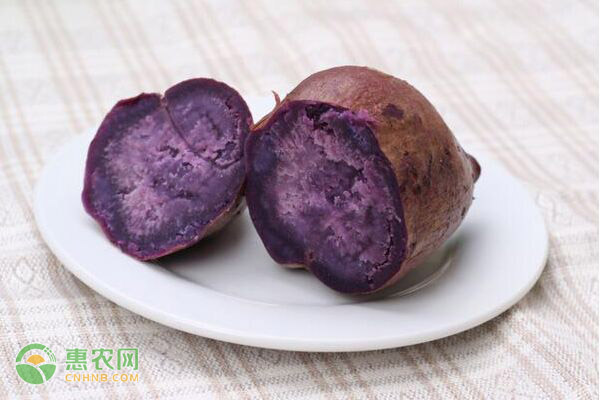 紫薯什么时候成熟上市？