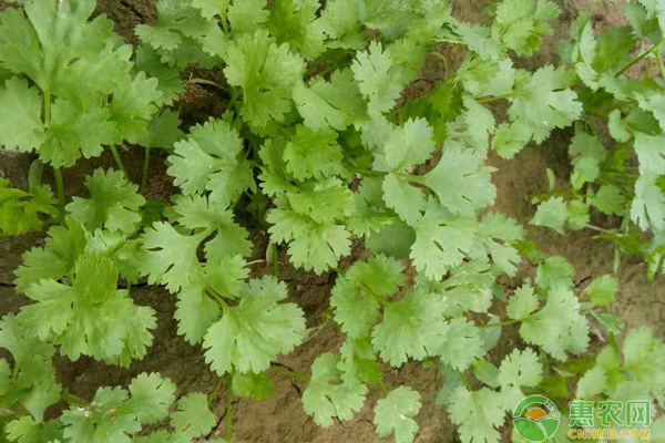 香菜怎么种？香菜的种植方法和时间-图片版权归惠农网所有