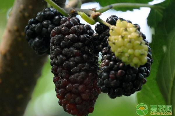 黑莓品种哪个好？