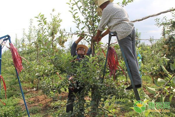 什么时候栽苹果树苗合适？-图片版权归惠农网所有