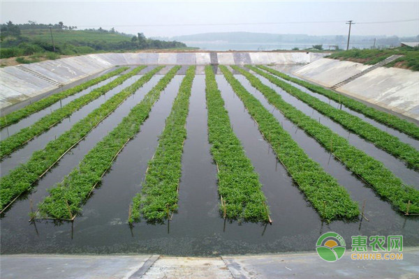 水培种植蔬菜前，都需要准备哪些东西？