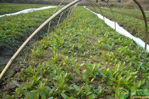 颠茄种植方法技术-图片版权归惠农网所有