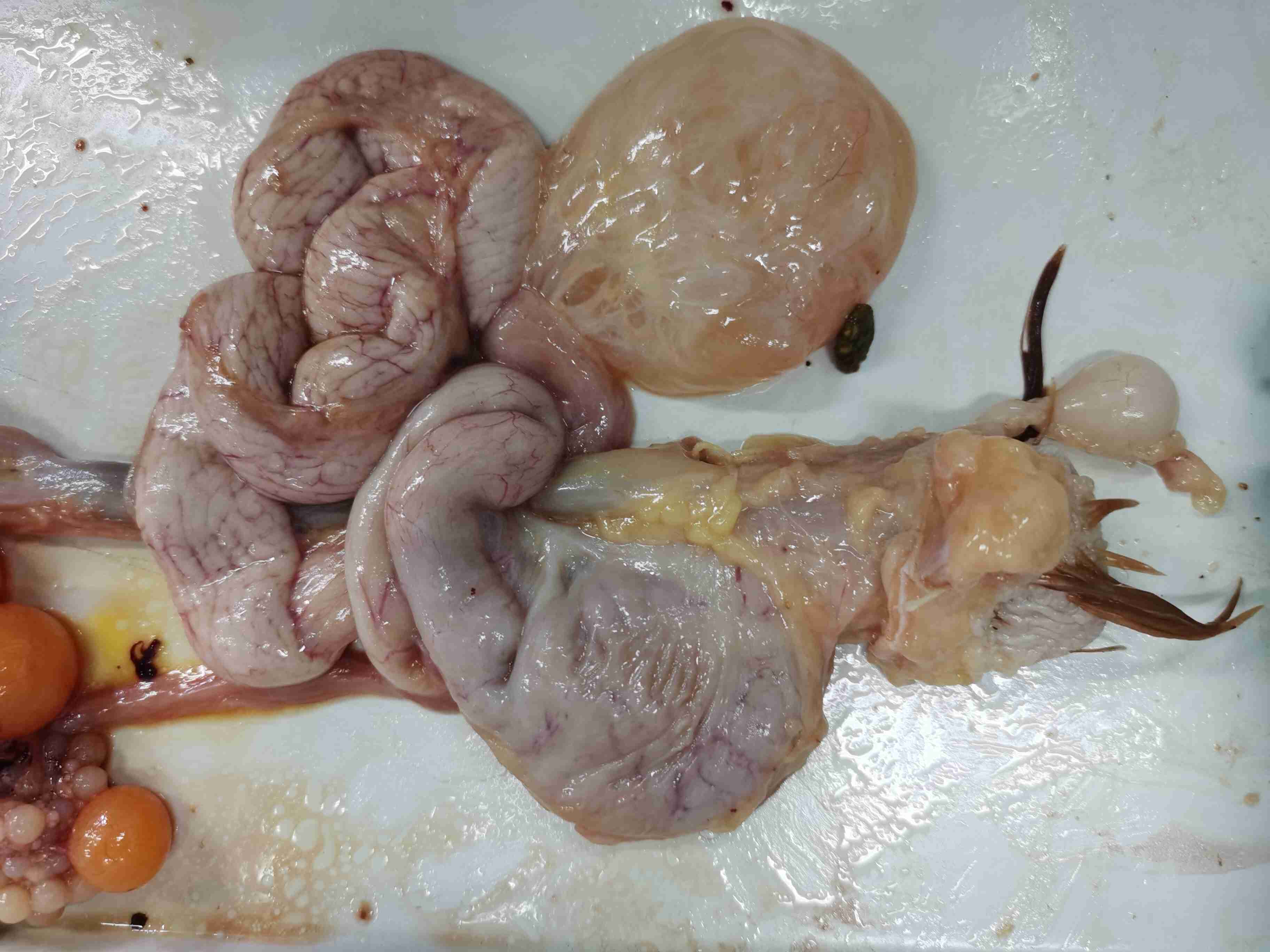 鸡的卵巢里有些卵泡变黑变硬而且输卵管外面有一个小孩拳头大的液囊