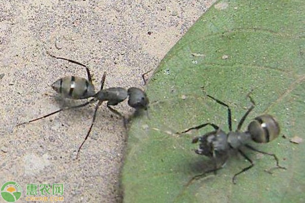 蚂蚁最怕什么东西？