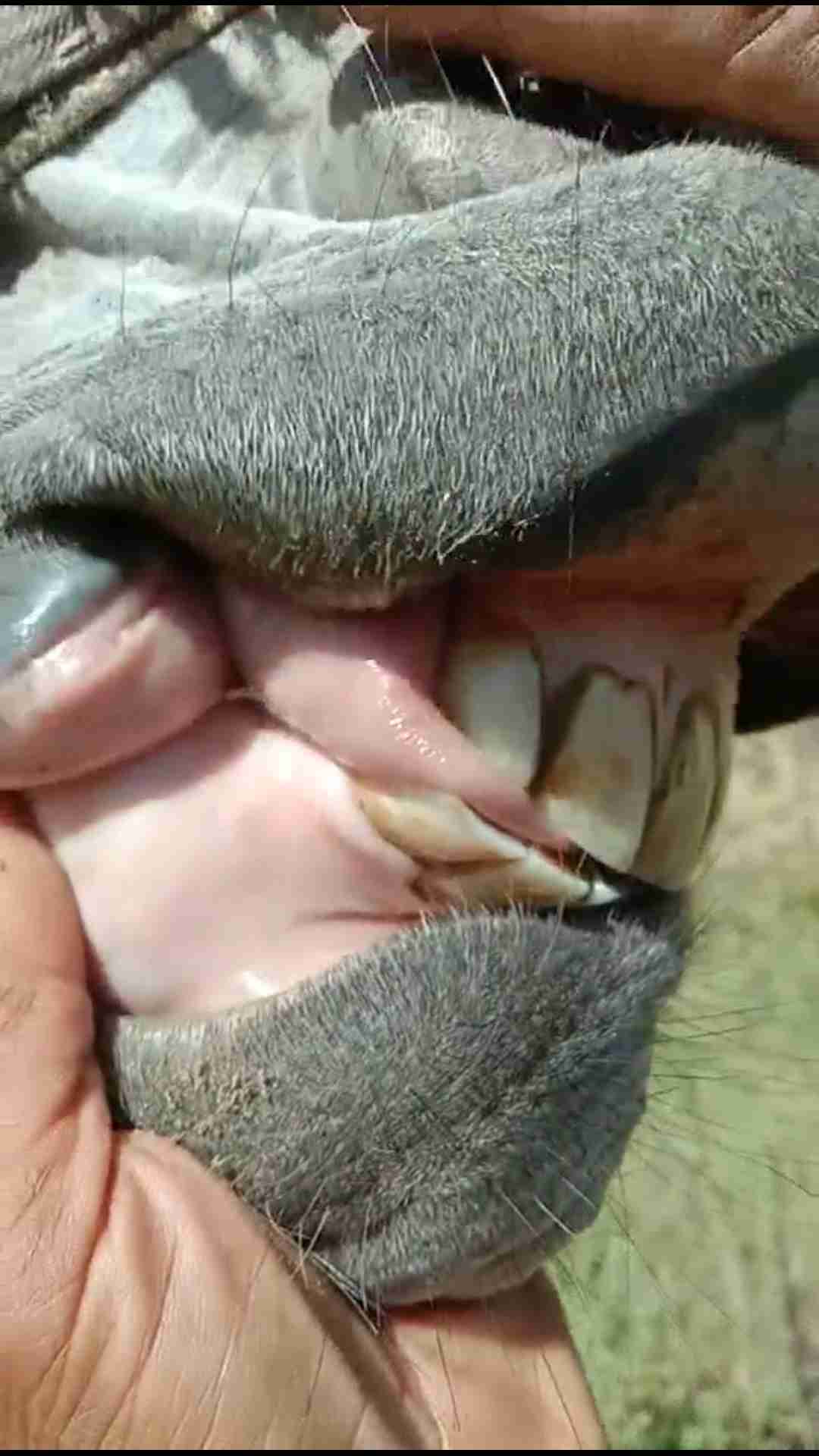 毛驴牙齿的照片图片