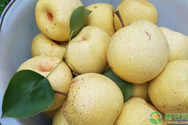 梨子一般是几月份吃？中国四大名梨分别是哪四大？