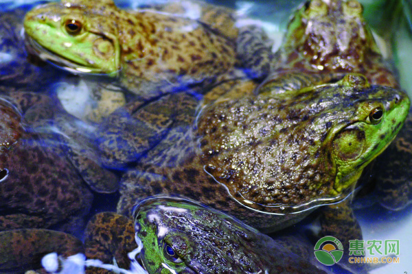 一斤牛蛙大概有几只？牛蛙皮可以吃吗？