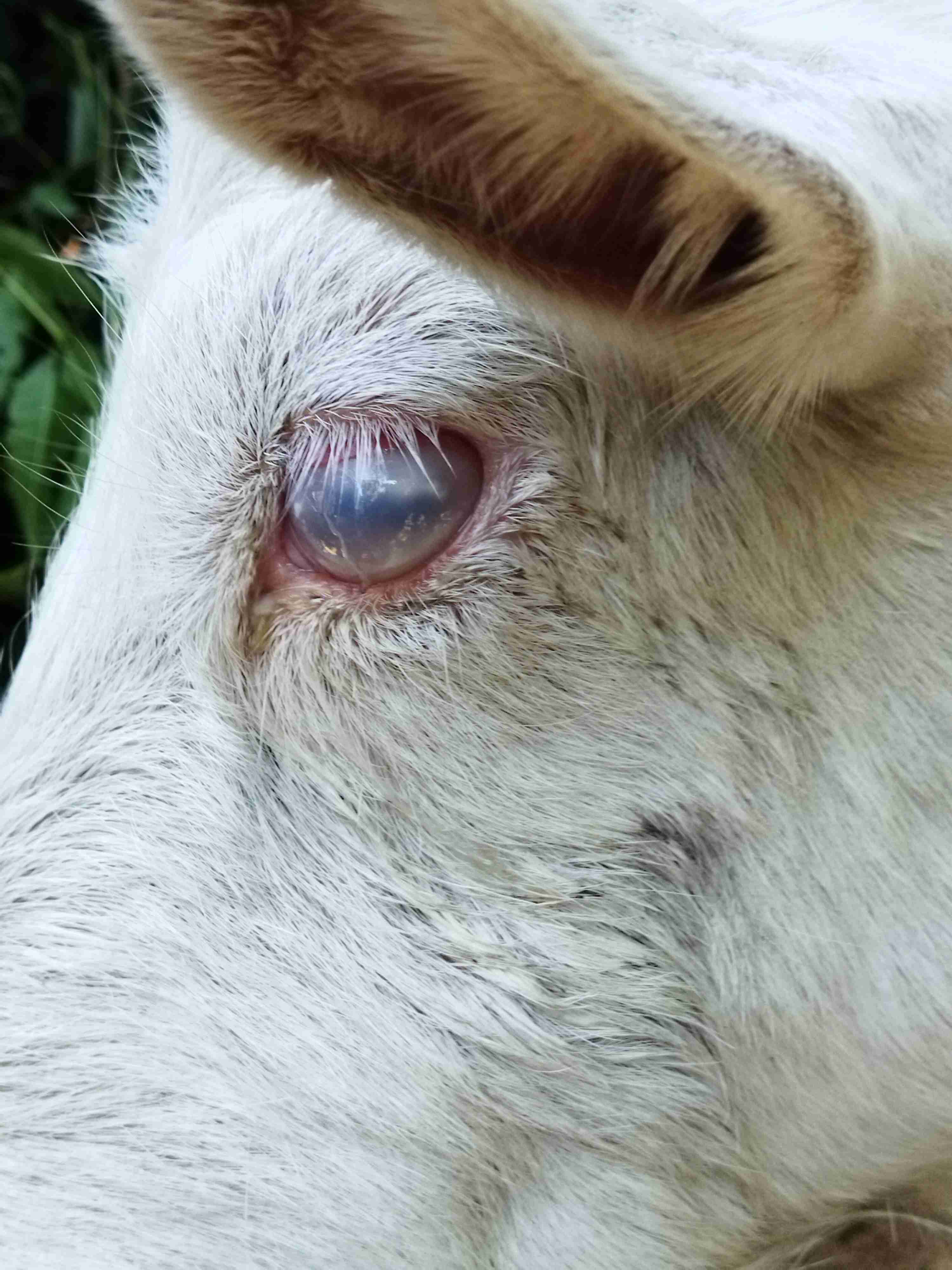 山羊眼睛上红肿长了白膜