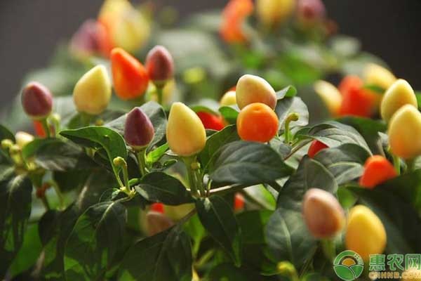 家庭阳台适合种植什么辣椒品种？