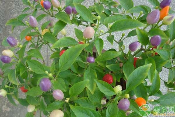 家庭阳台适合种植什么辣椒品种？
