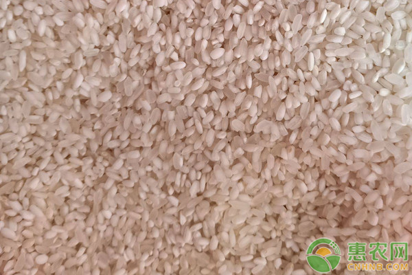 贡米和普通大米的区别有哪些？