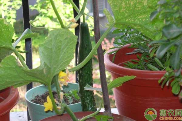 阳台上的盆栽蔬菜为啥会不结果呢？怎么管理比较好？