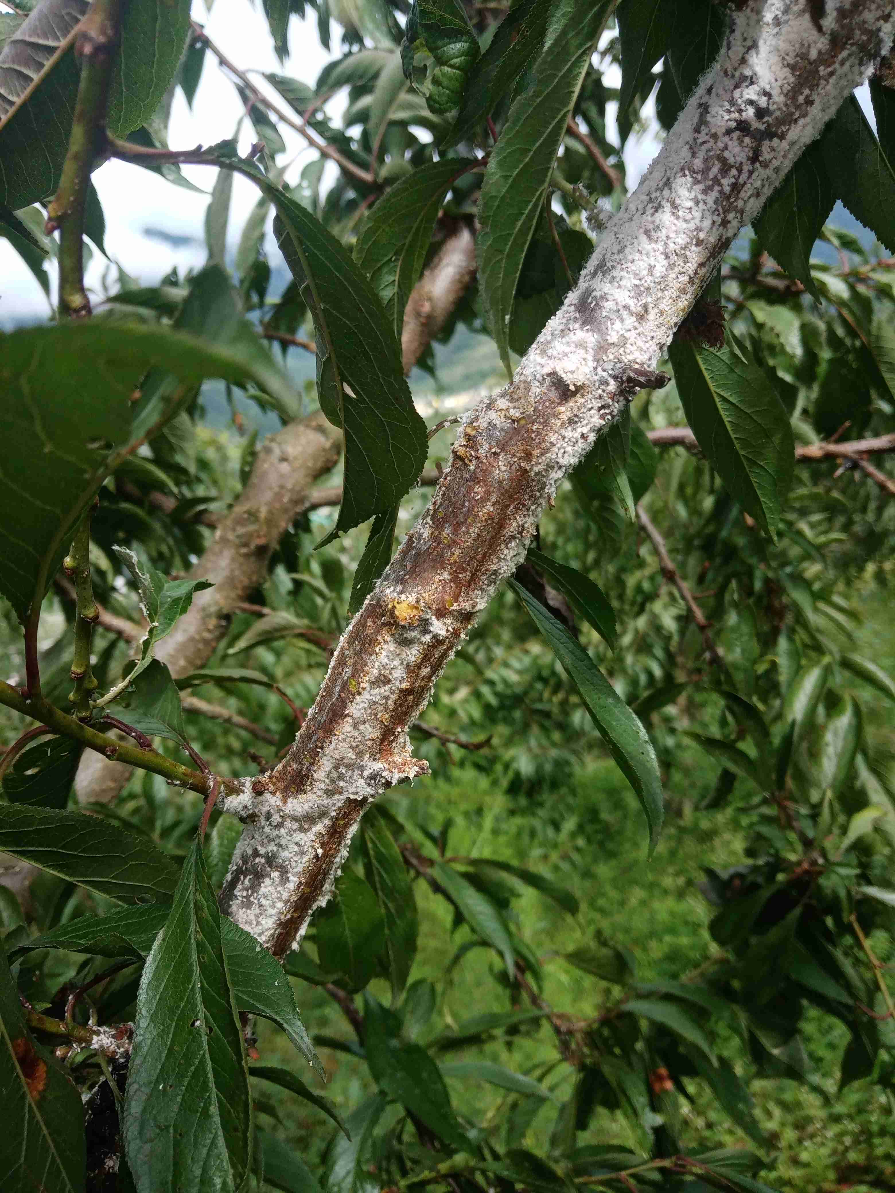 李子树常见病虫害图片图片