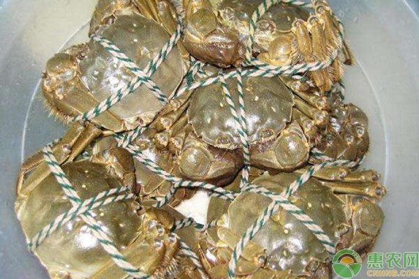 巢湖市大闸蟹价格多少钱一斤？主要特点有哪些？