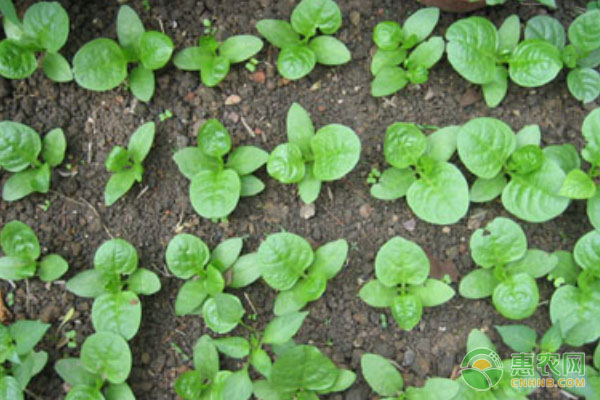 木耳菜种植时间和方法-图片版权归惠农网所有