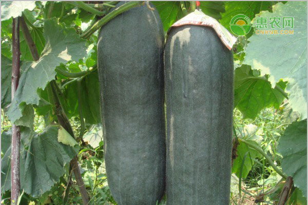 黑皮冬瓜一年兩熟種植技術(shù)-圖片版權(quán)歸惠農(nóng)網(wǎng)所有